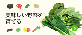 野菜の栽培